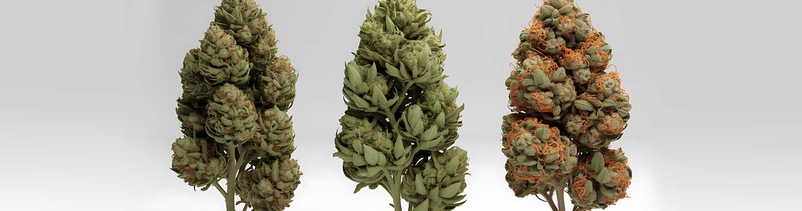 Three whole cannabis colas side by side illustrating the differences between CBD and THC dominant plants.