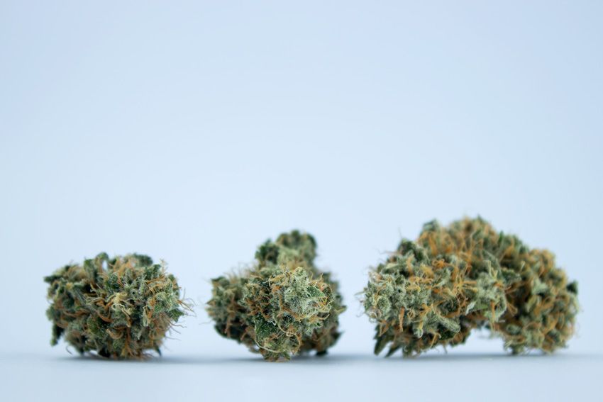Three trimmed cannabis flower buds of increasing size on a soft blue studio background.