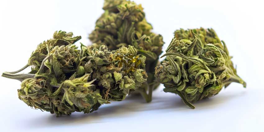 Close-up of fresh trichome-rich cannabis flower buds on a white background. Close-up of fresh trichome-rich cannabis flower buds on a white background.