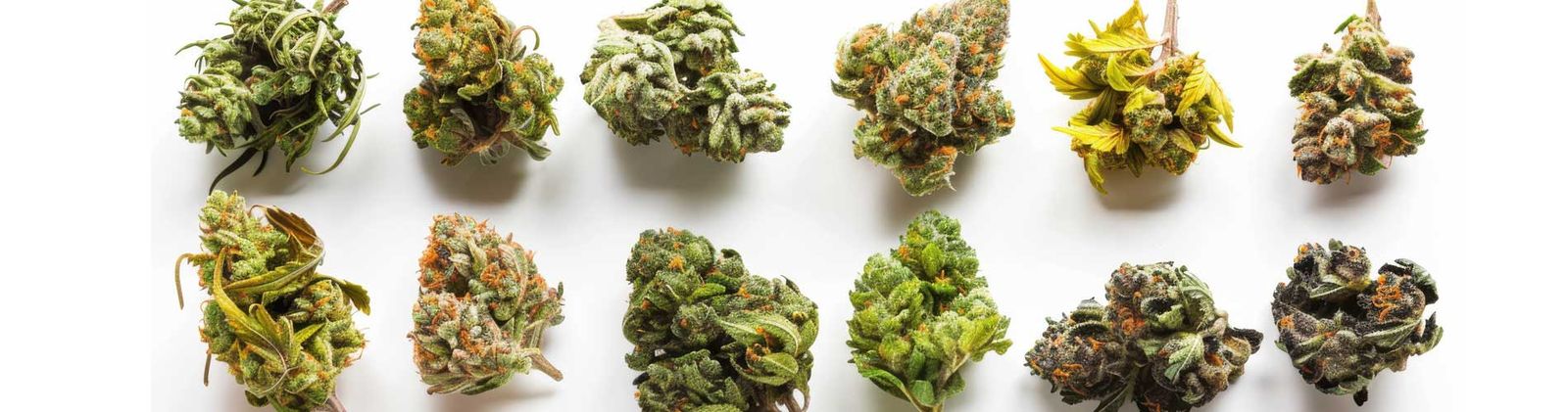 A lineup of distinct cannabis strains showing varied colors and structures for strain education.