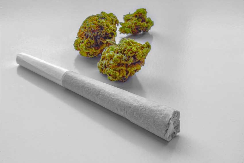A single cannabis pre-roll beside three fresh flower buds on a white surface.
